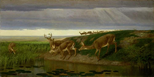 Cerfs dans la prairie